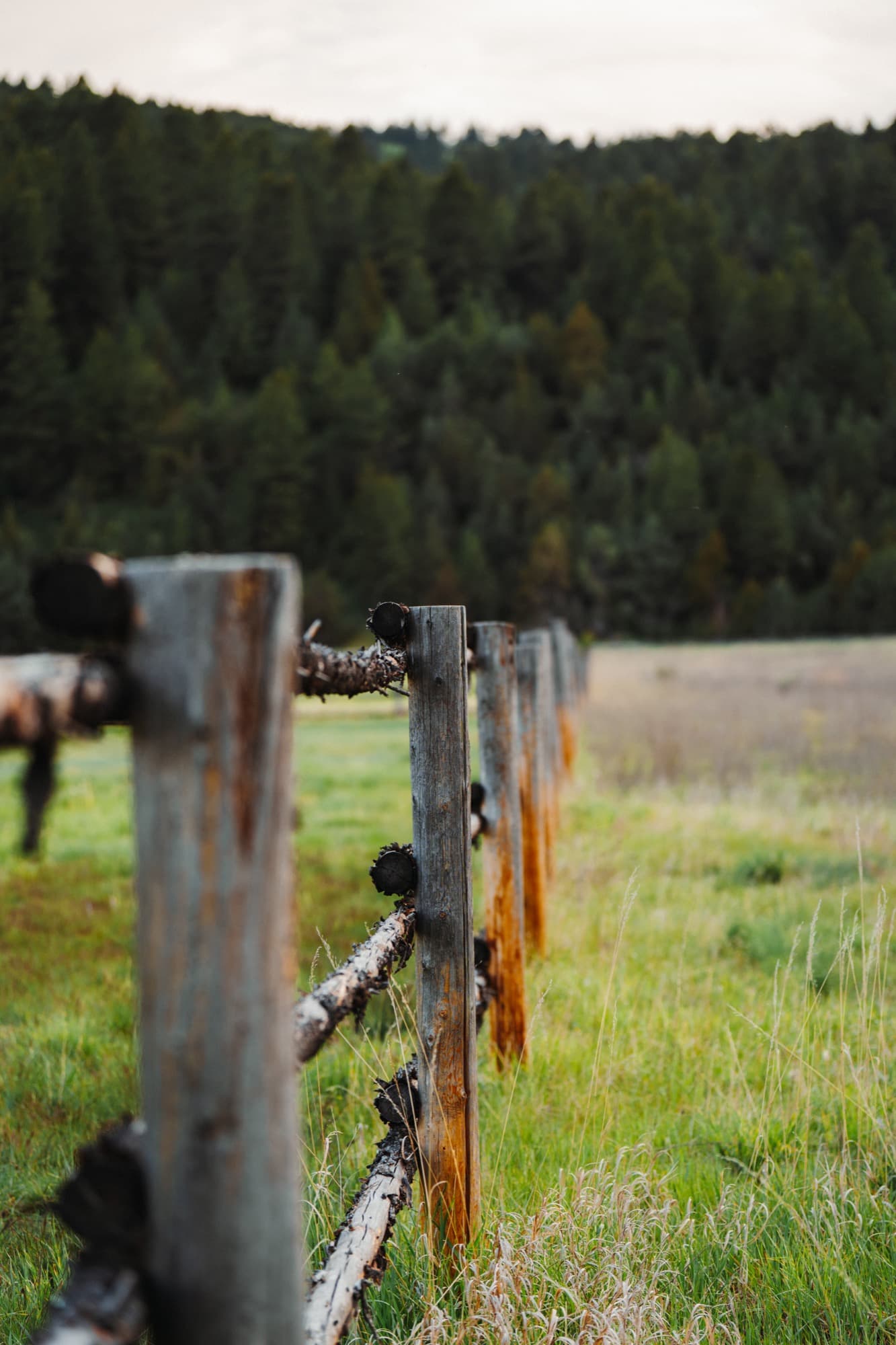 Buck-and-rail wooden fence line with pine forest behind